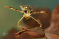Klestanka velka - Corixa punctata 5118